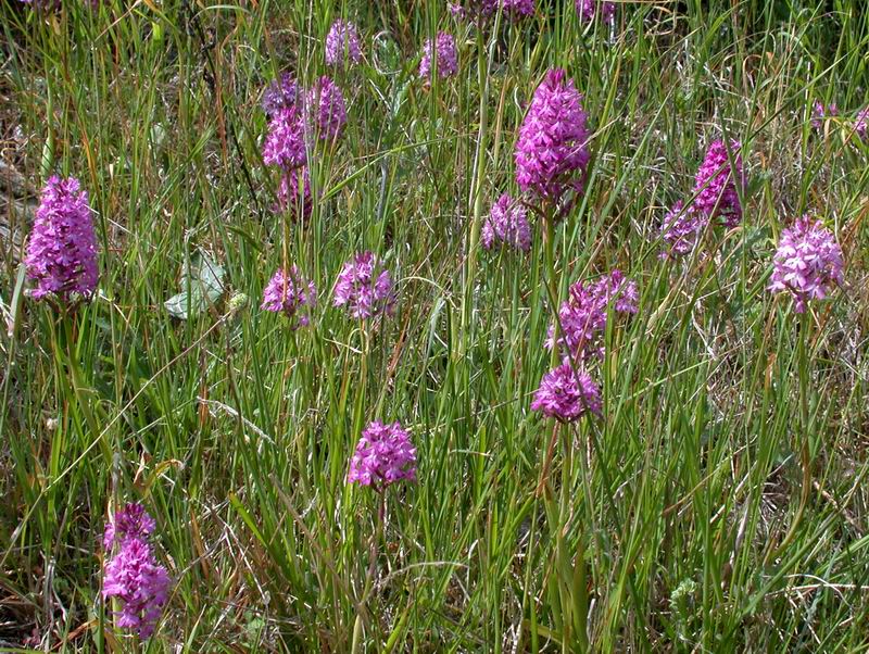 Riserva  naturale Salse di Nirano